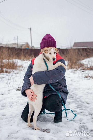 Собака из приюта в добрые руки бесплатно