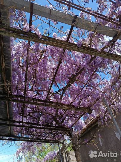 Глициния из семян