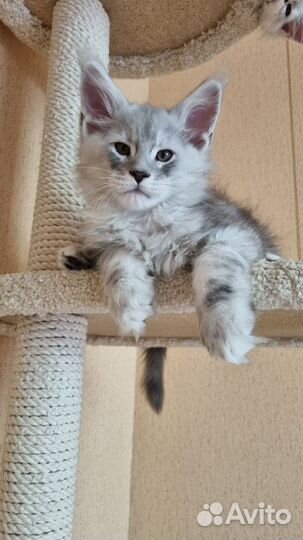 Котята мейн-кун