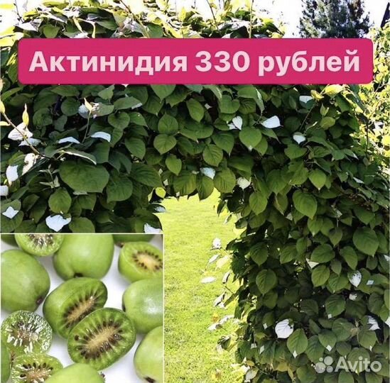 Саженцы актинидии