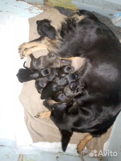 Самые экзотические щенки