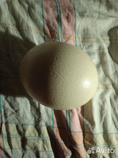 Продам страусиные яйца