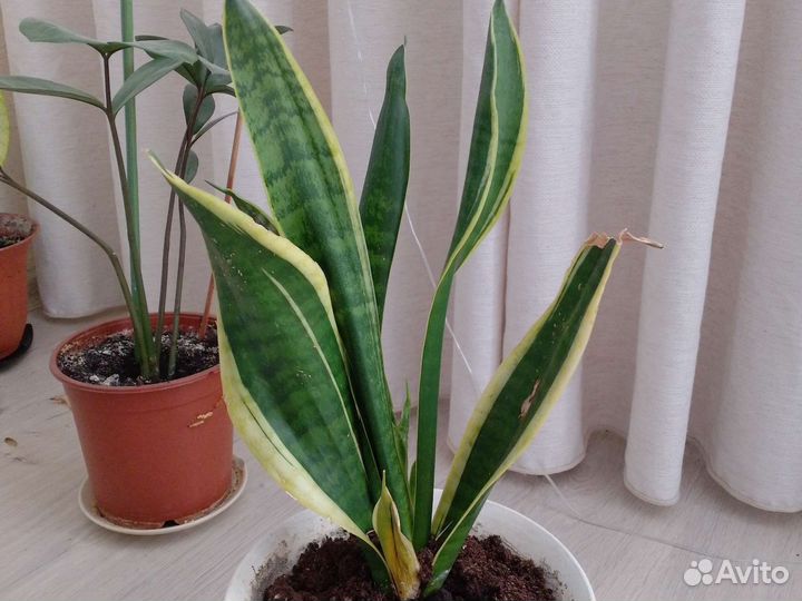 Сансевиерия