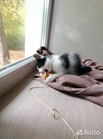 Котата