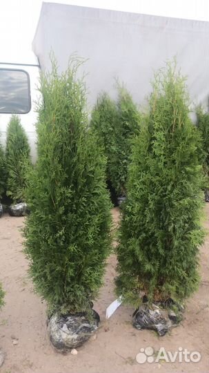 Саженцы туи смарагд