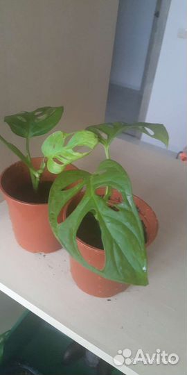 Монстера манки