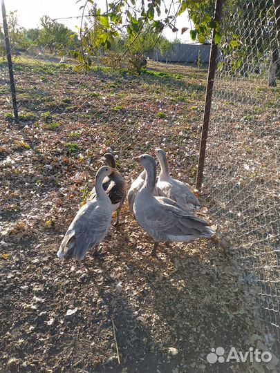 Гуси Летунки