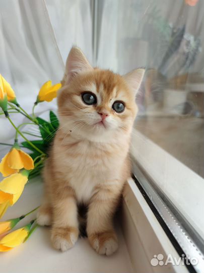 Британская золотая шиншилла