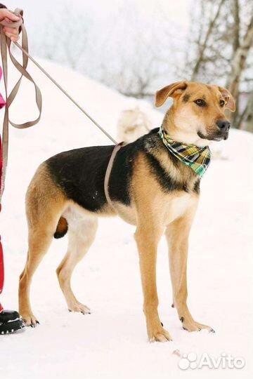 Собака подросток в добрые руки