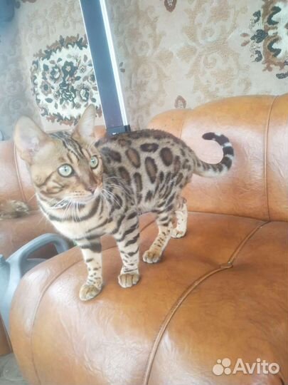 Бенгальский кот вязка