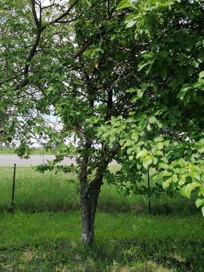 Дача 30 м² на участке 10 сот.