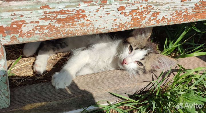 Котята норвежской лесной кошки