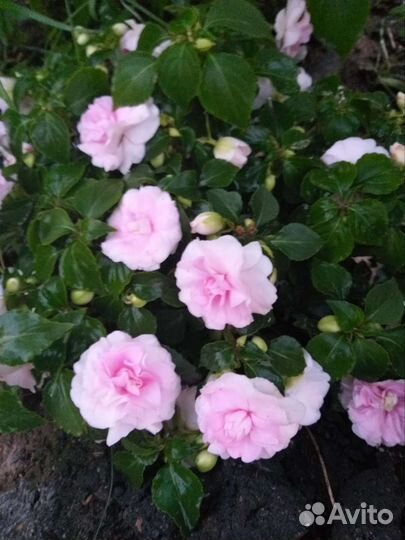 Бальзамин махровый Ванька мокрый