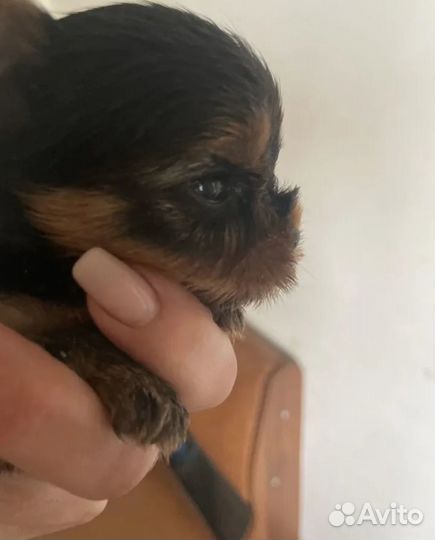 Щенки Йорка