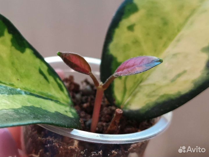 Хойя аустралис лиза