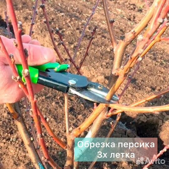 Обрезка плодовых деревьев