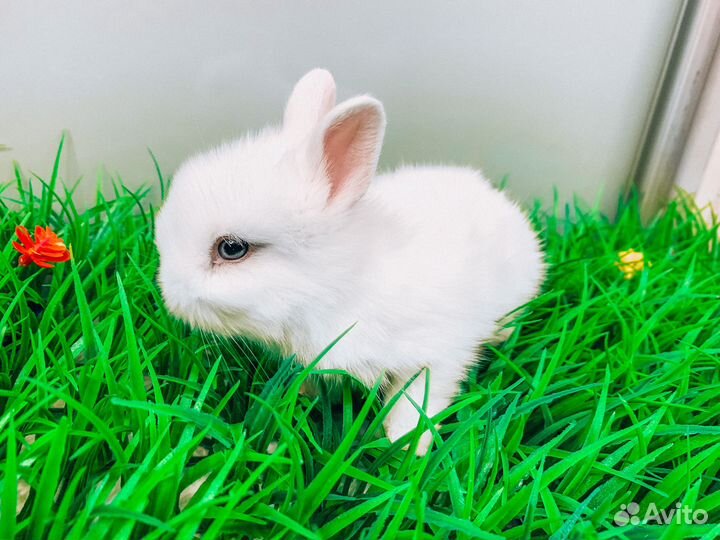 Карликовые крольчата - Большой выбор крольчат