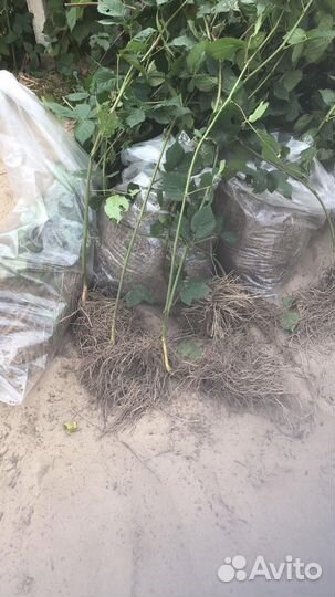 Продам саженцы ежевики сорт Лохтей, Наичез