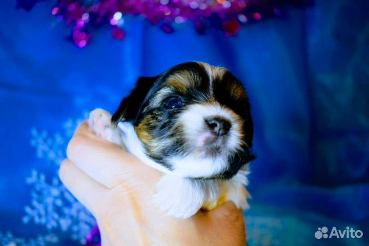 Биверйорк щенки бронирование