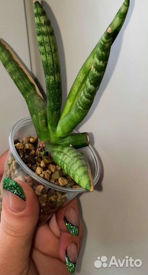 Сансевиерии сортовые, почтой отправляю