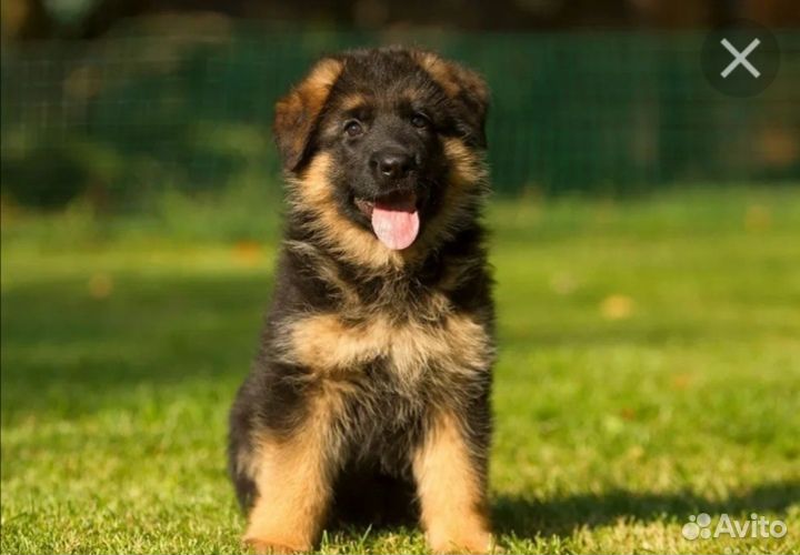 Немецкая овчарка