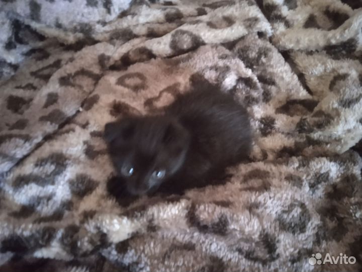 Котенок девочка британец