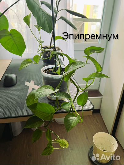 Комнатные растения