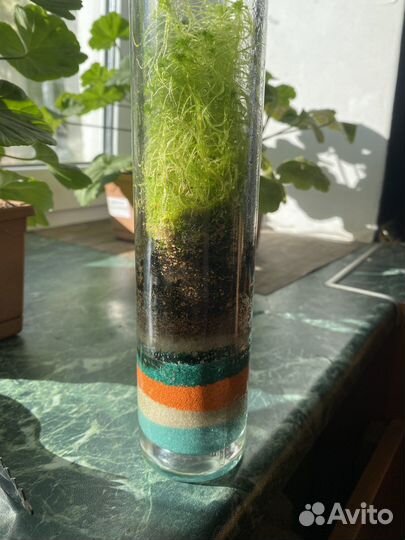 Флорариум закрытый с живым мхом