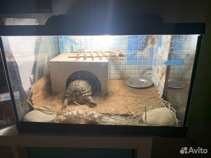 Черепаха сухопутная с террариумом