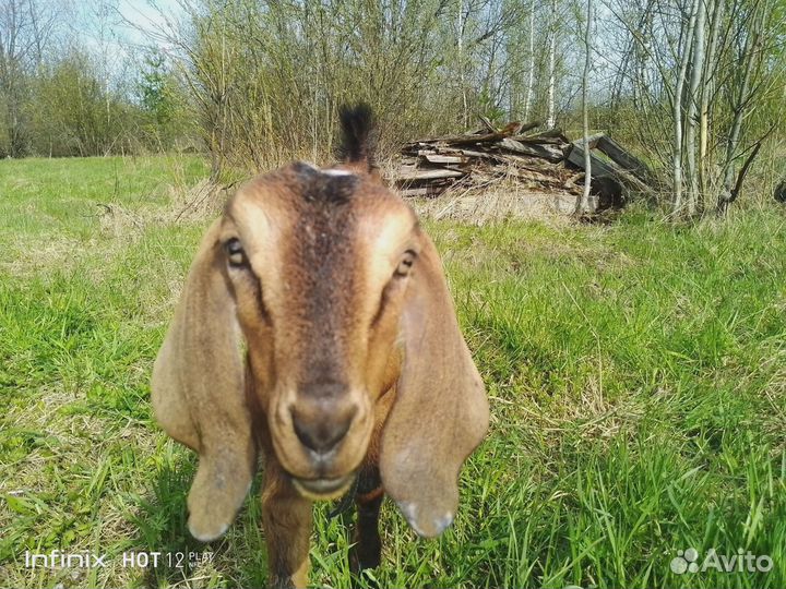 Англо-нубийская козочка