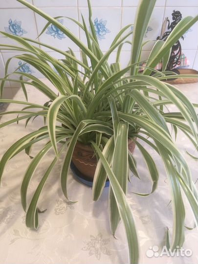 Хлорофитум кудрявый