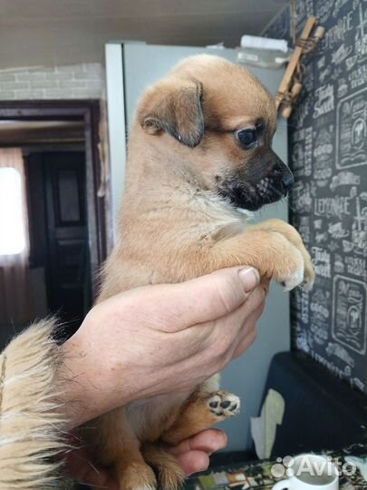 Щеночки мальчики отдам