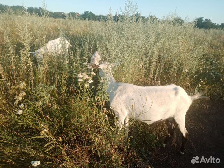 Коза дойная