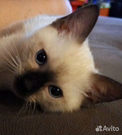 Тайский котенок