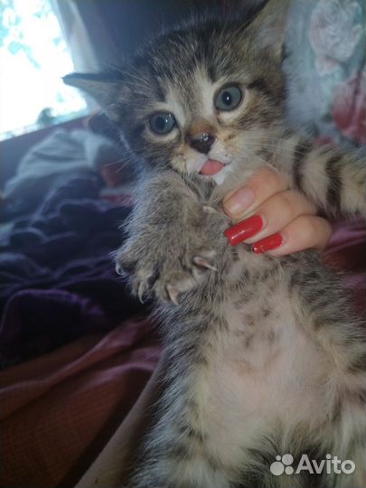 Отдам котят