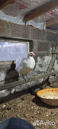 Инкубационные яйца Кученские юбилейные