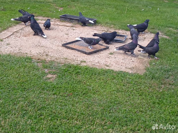 Голуби турецкая такла