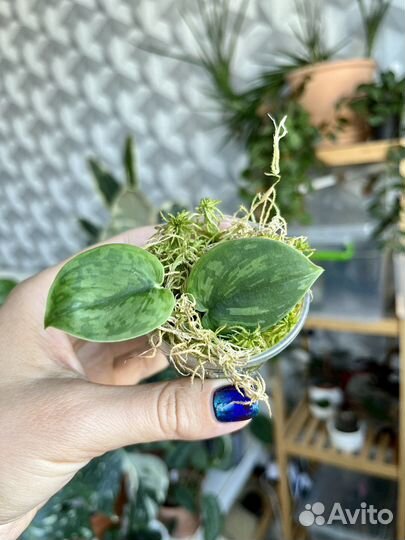 Сциндапсус арми грин