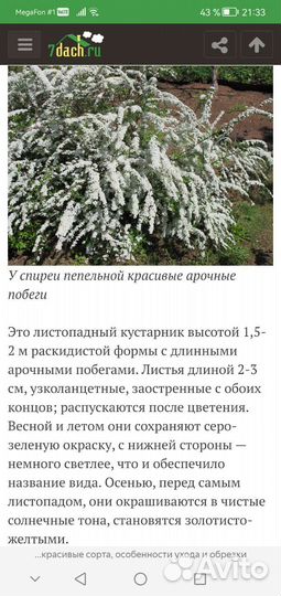 Спирея серая 