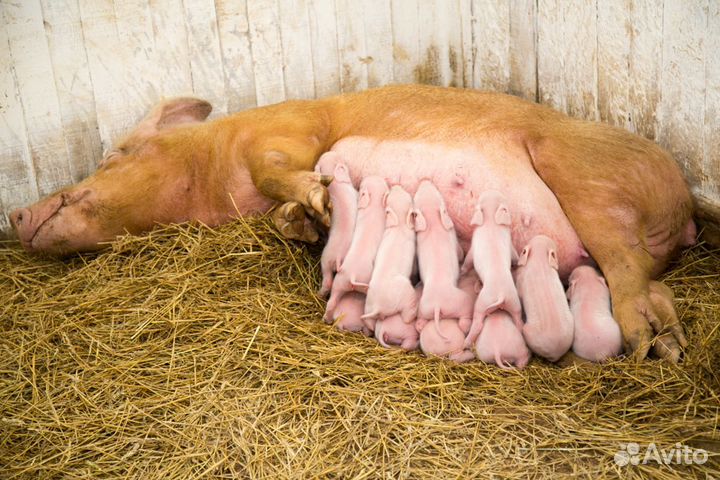 Поросята