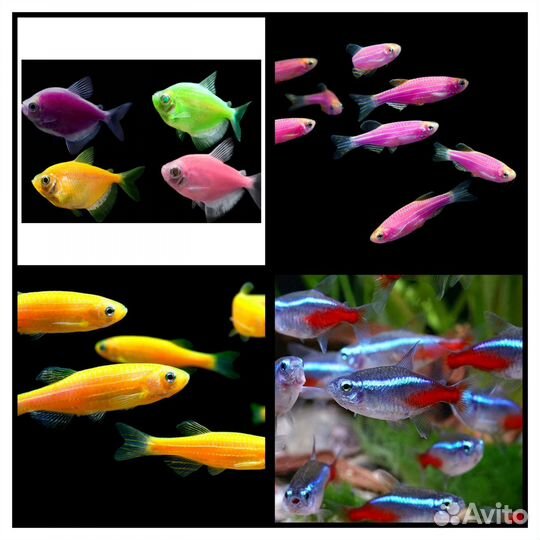 Рыбки