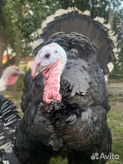 Инкубационное яйцо северокавказкий индюк