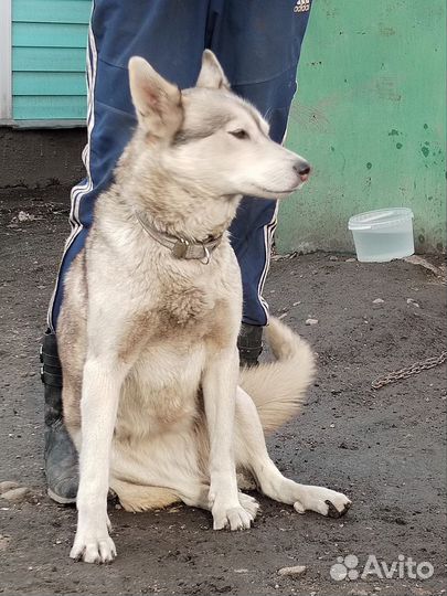Лайка зсл