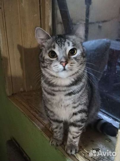 Кот Тиша