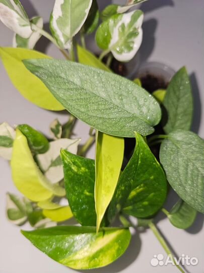 Сциндапсусы эпипремнумы набор номер 2