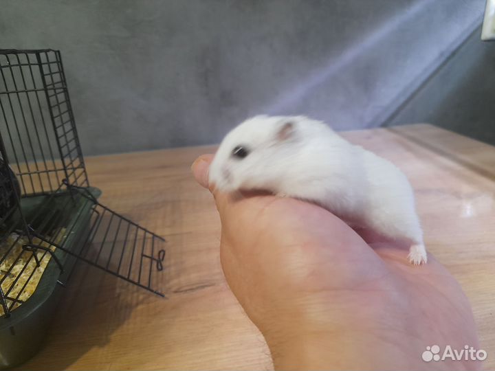 Джунгарский хомяк с клеткой