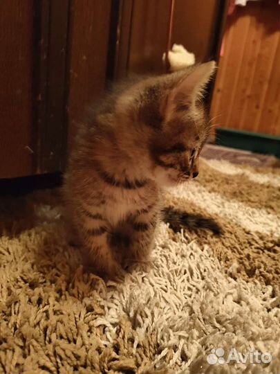 Котенок в дар бесплатно