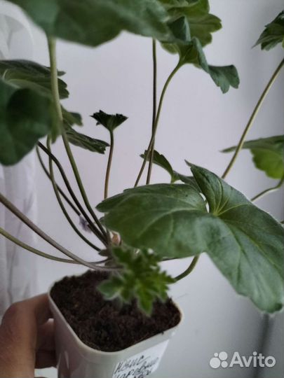 Пеларгония герань