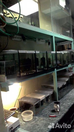 Стойки и рыбки аквариумные оптом