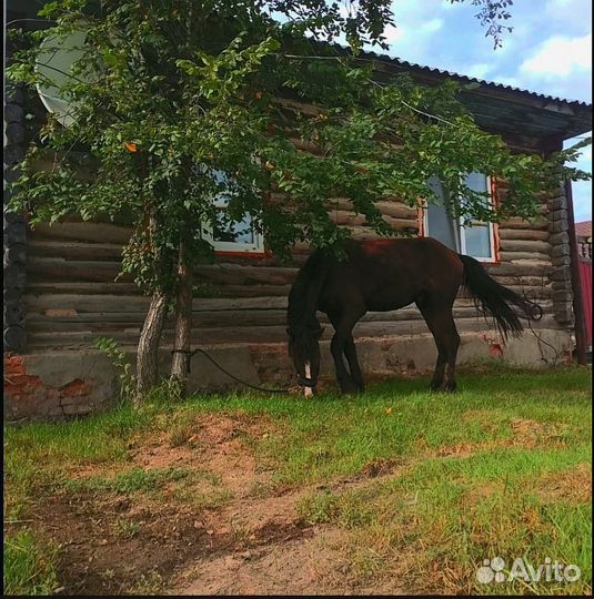 Продам лошадь жеребца